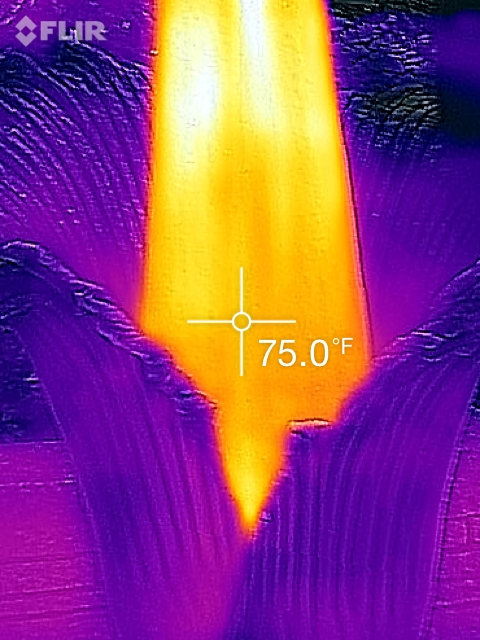 Sunshine the titan arum, viewed through infrared photography